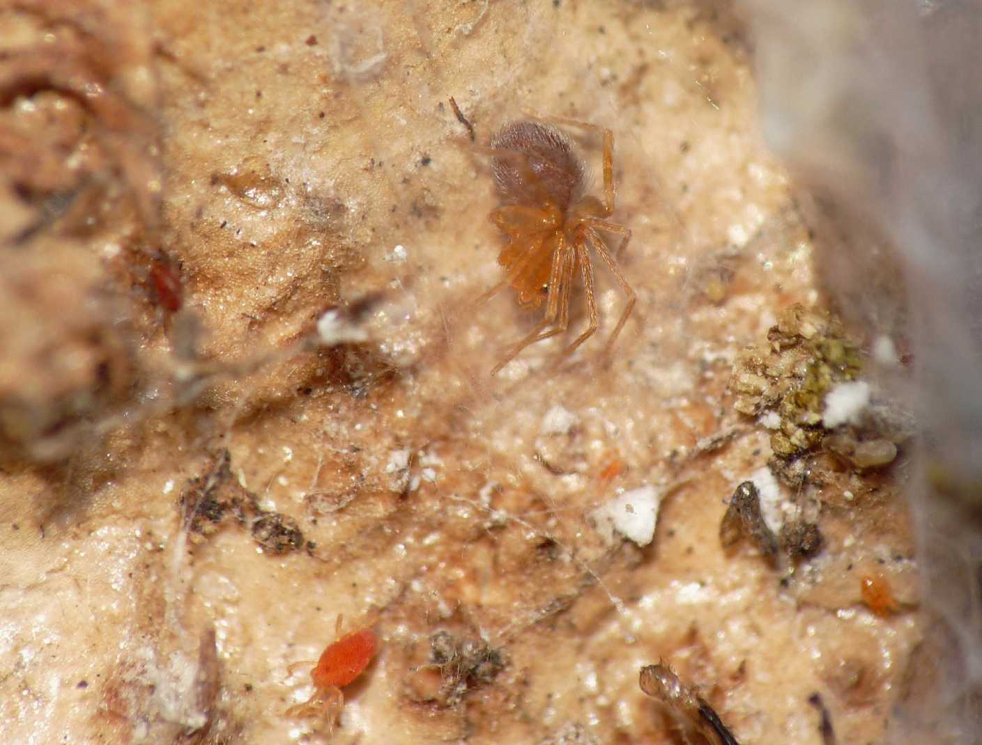 Ragnetto rosso:  Orchestina sp. (Oonopidae) - Lazio